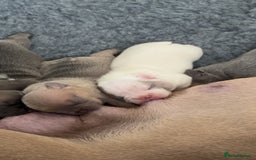 French Bulldog dogs for sale: 🐾✨ Adorable Frenchies ready soon ✨ 🐾  - Advert 9