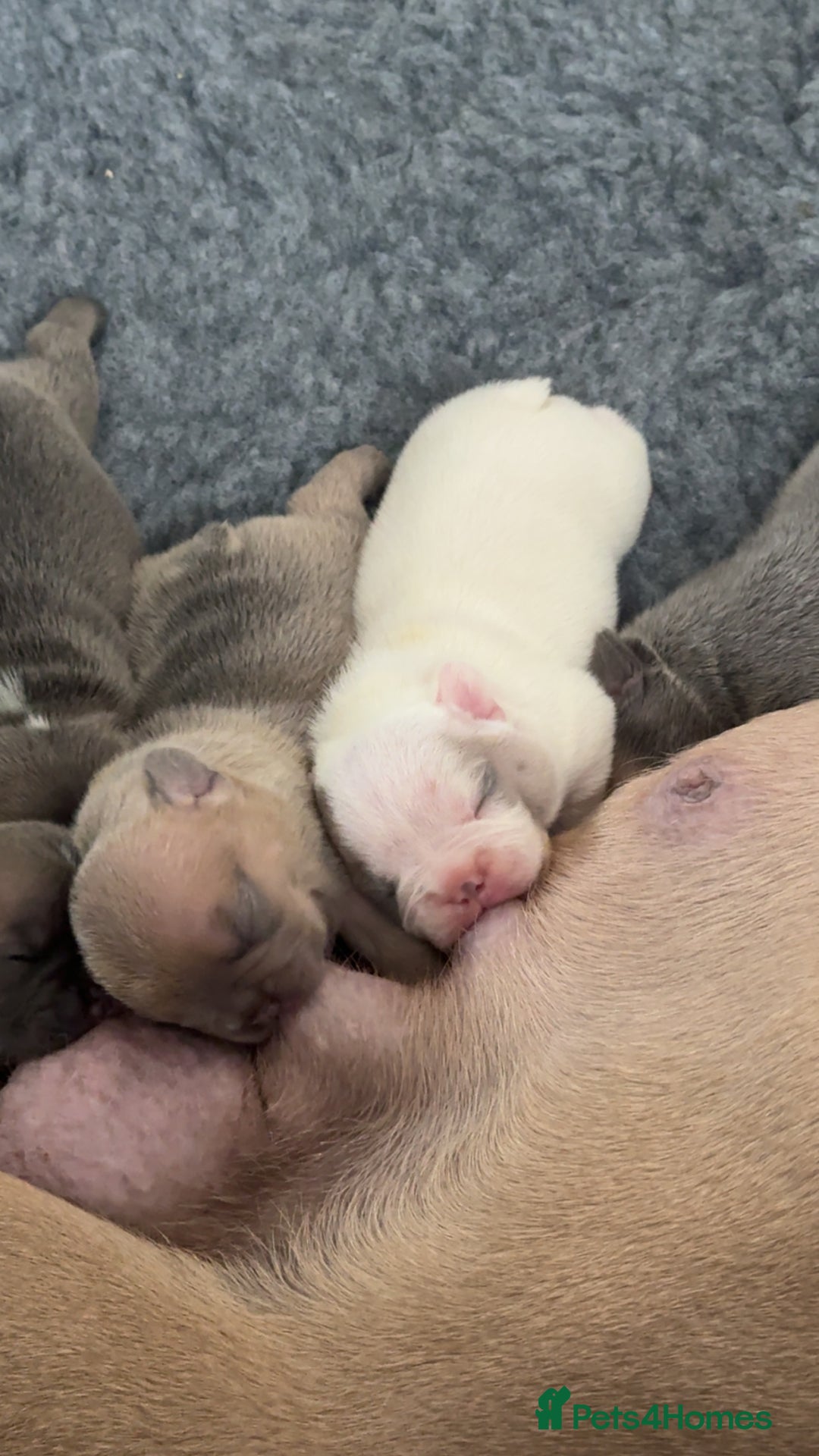 French Bulldog dogs for sale: 🐾✨ Adorable Frenchies ready soon ✨ 🐾  - Advert 9