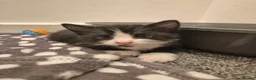 Domestic Shorthair cats for sale: 3 beautiful kittens in Kidderminster - Advert 4