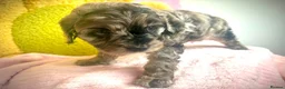 Cavapoo dogs for sale: 🥰F1 cavapoo  puppies 🥰 - Advert 5