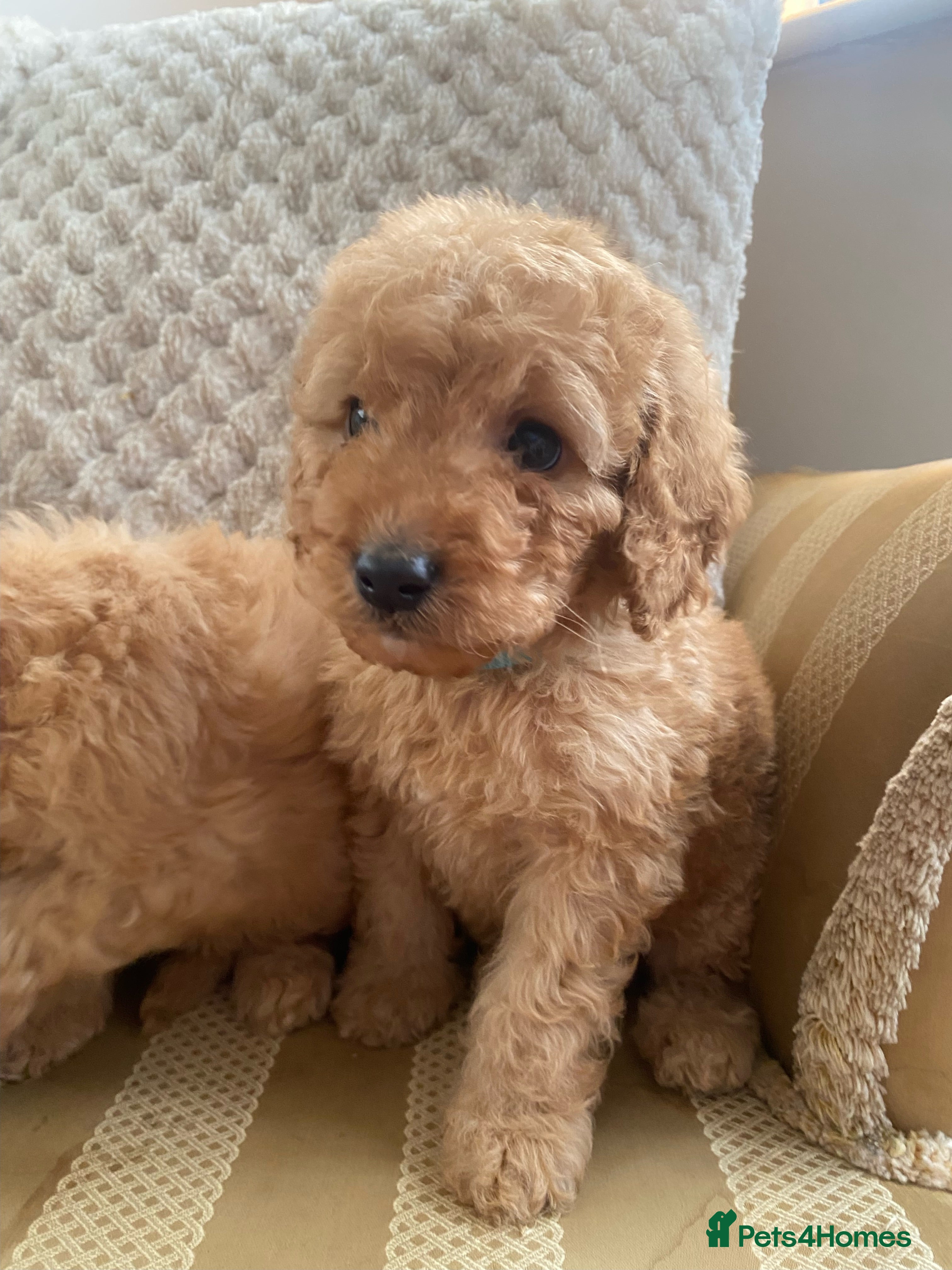 Cockapoo dogs F1B apricot cockapoos - Advert 1