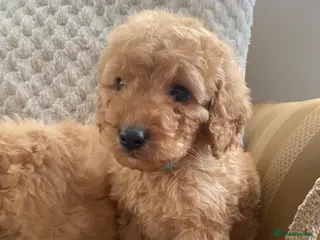 Cockapoo dogs F1B apricot cockapoos - Advert 18