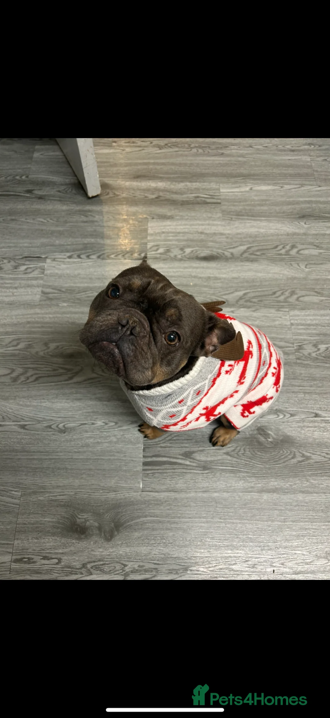 French Bulldog dogs for sale: Female French bulldog  - Advert 11