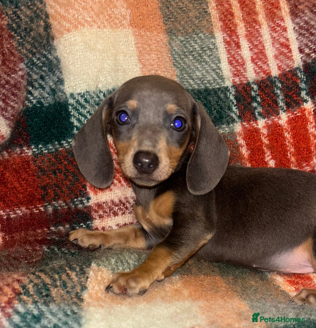 Miniature Dachshund dogs for sale: 🐶 beautiful tiny Dachshund puppies🐶 - Advert 1