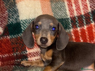 Miniature Dachshund dogs 🐶 beautiful tiny Dachshund puppies🐶 - Advert 6