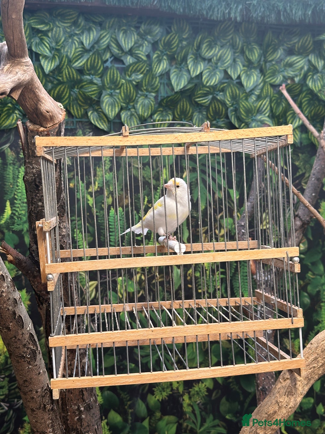 Finches birds for sale: Goldfinch for sale  - Image 8