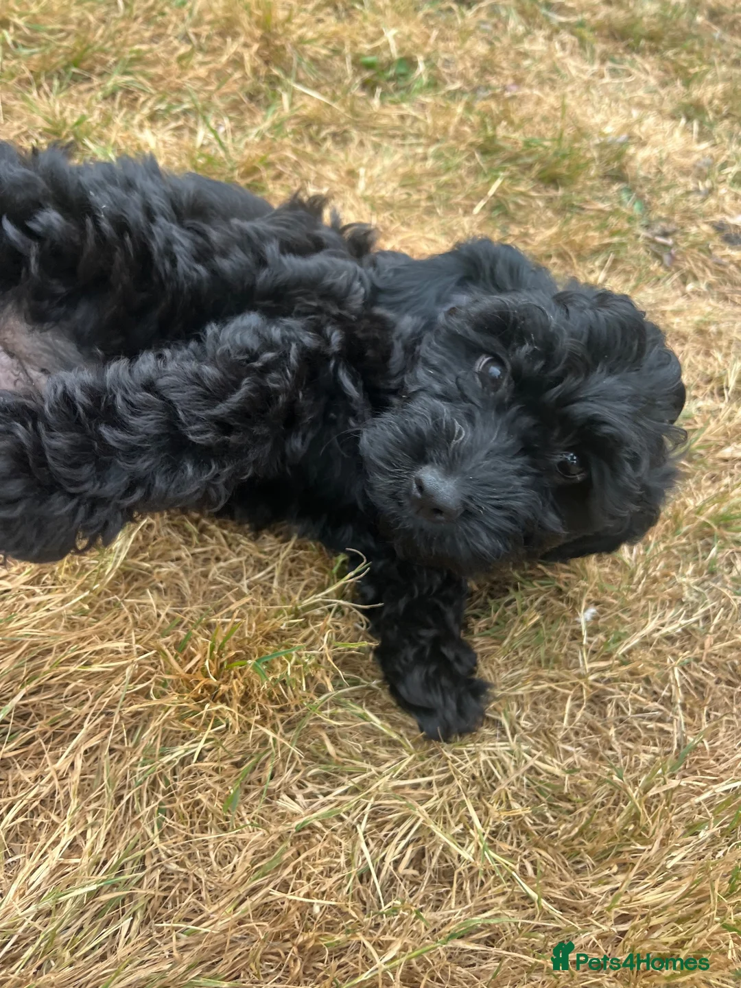 Cockapoo dogs for sale: Last girl! Beautiful f1 cockapoo  - Advert 2