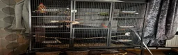 Ringnecks birds for sale: Indian ringneck  - Advert 1