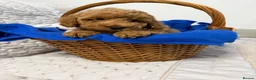 Cavapoo dogs for sale: Cavapoo F1b Puppies with Health Tested Parents - Advert 11