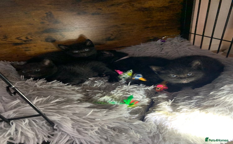 Russian Blue cats - Advert 1