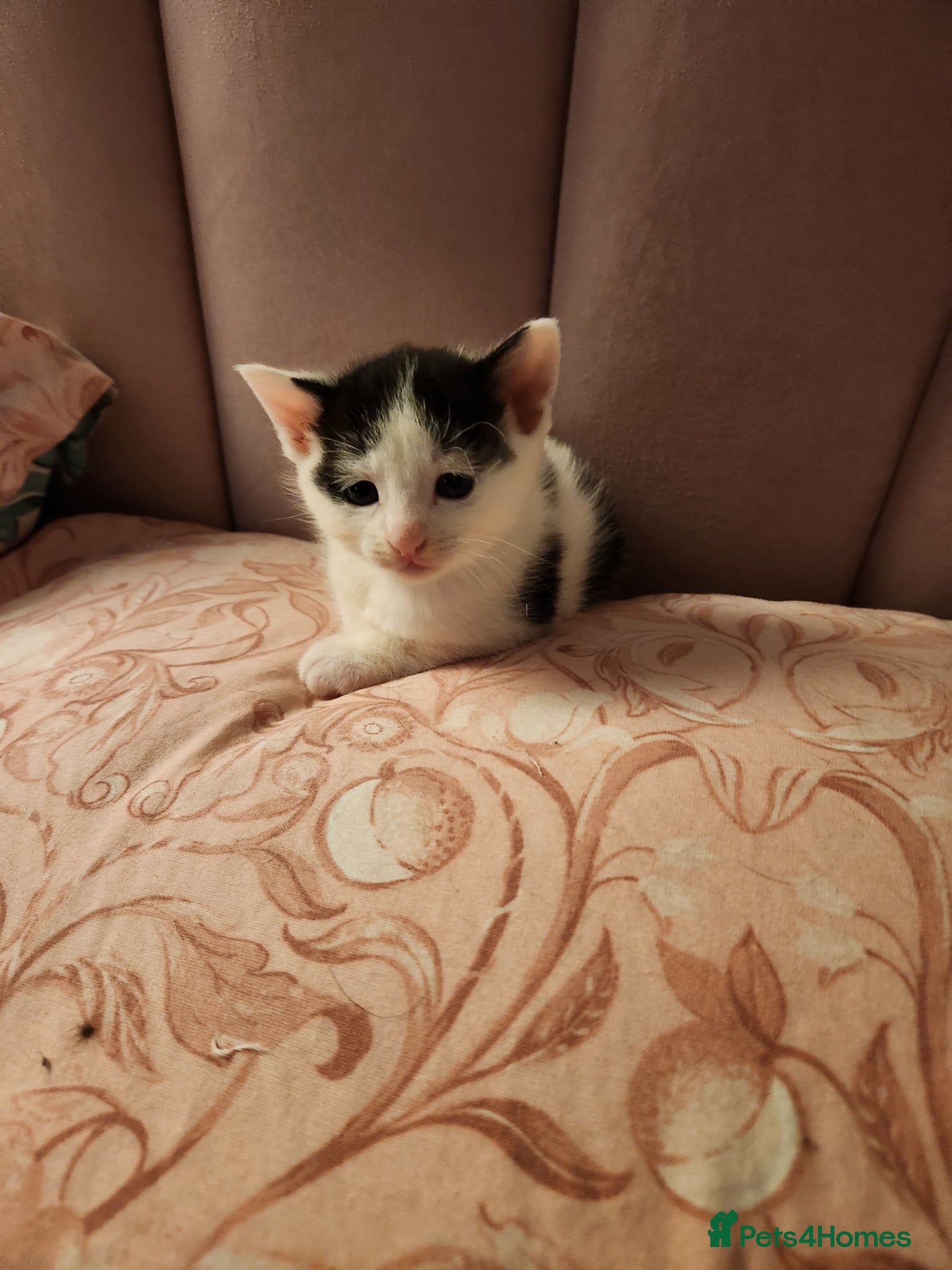 Mixed Breed cats Mixed breed kittens - Advert 6