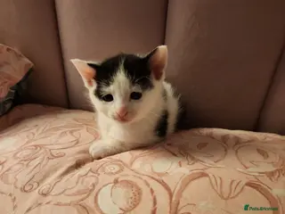 Mixed Breed cats Mixed breed kittens - Advert 10