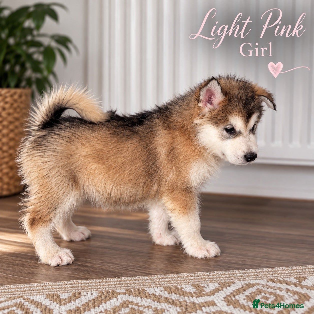 Alaskan Malamute dogs Exceptional pedigree malamute puppies - Advert 2