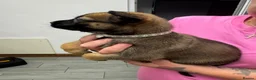 Belgian Shepherd Dog dogs for sale: Working Mali pups  in Crewe - Advert 13