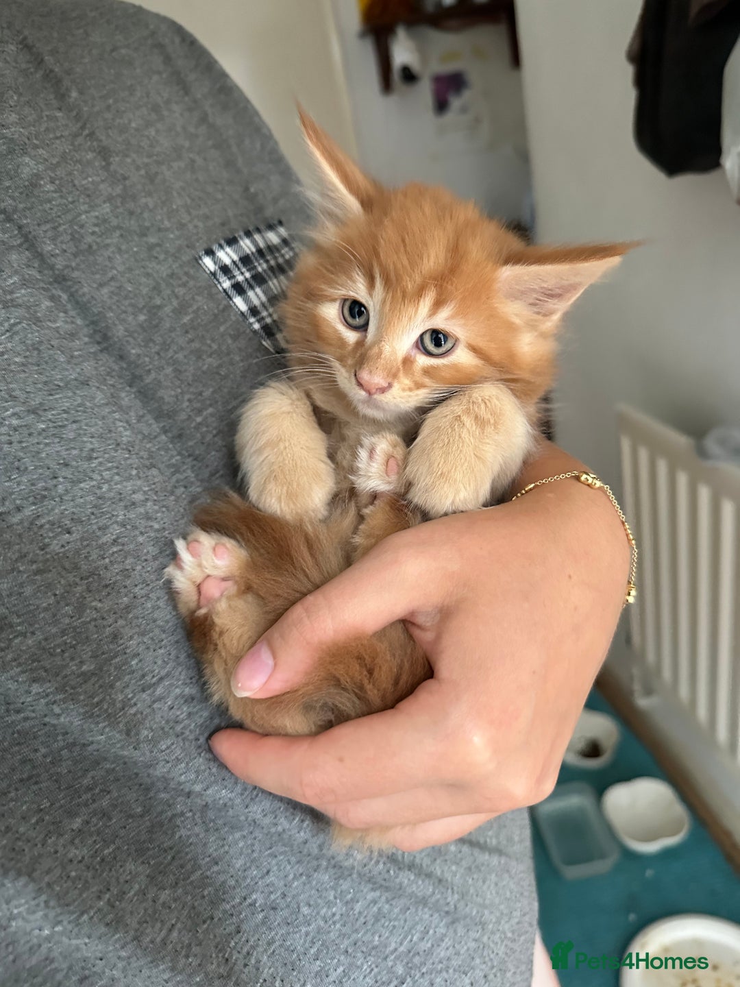 Mixed Breed cats for sale: 5 Maine Coon cross kittens available💞 - Image 4