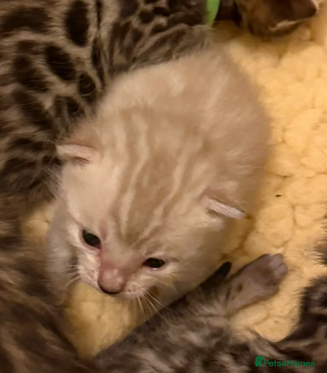 Bengal cats for sale: TICA 🐾 Health Tested 🐆 Bengal Kittens ❤️  - Advert 2