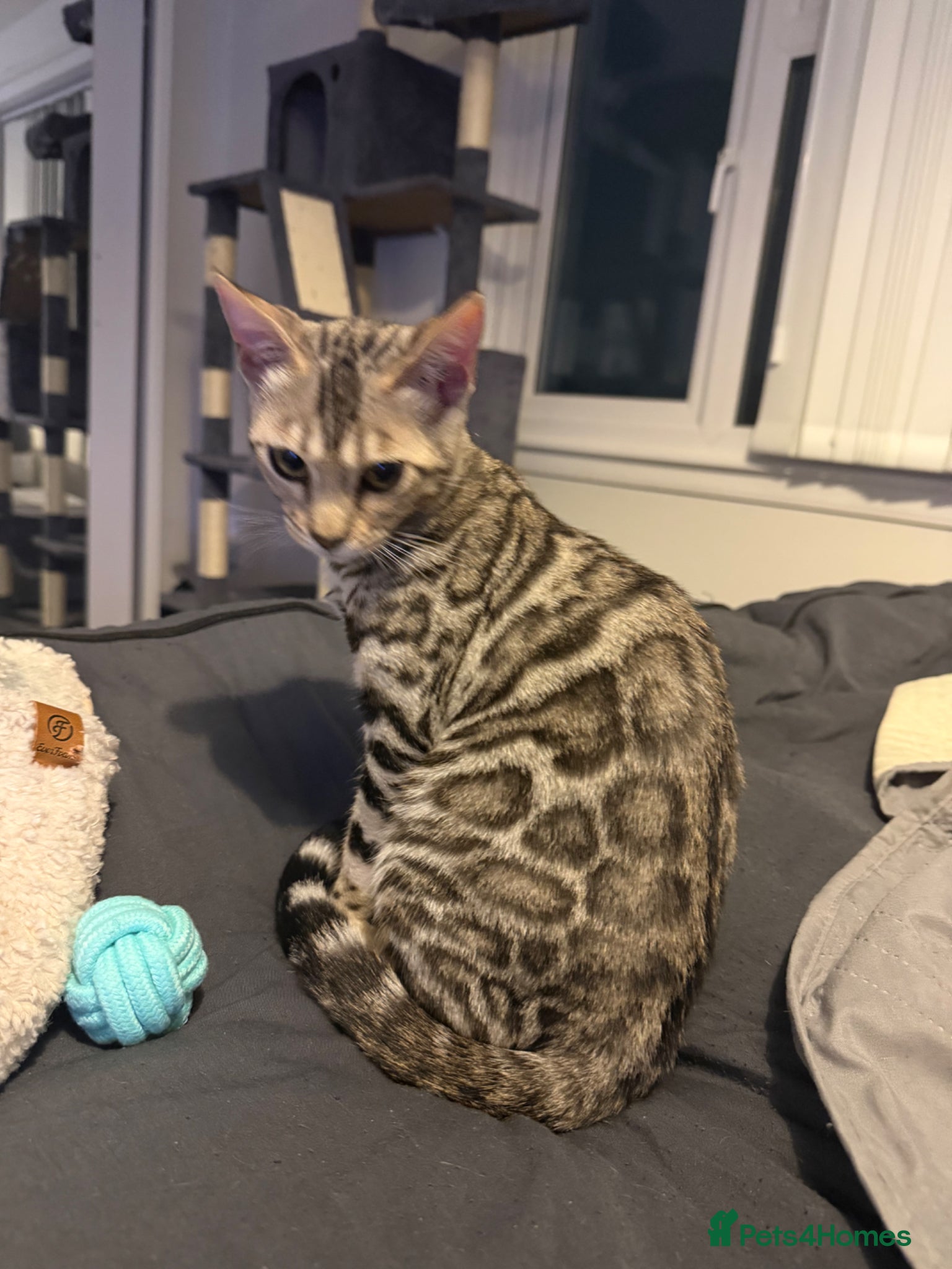 Bengal cats 9 month silver. Female bengal. - Advert 1