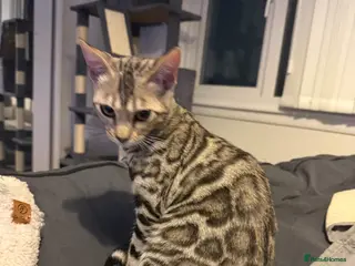 Bengal cats 9 month silver. Female bengal. - Advert 2