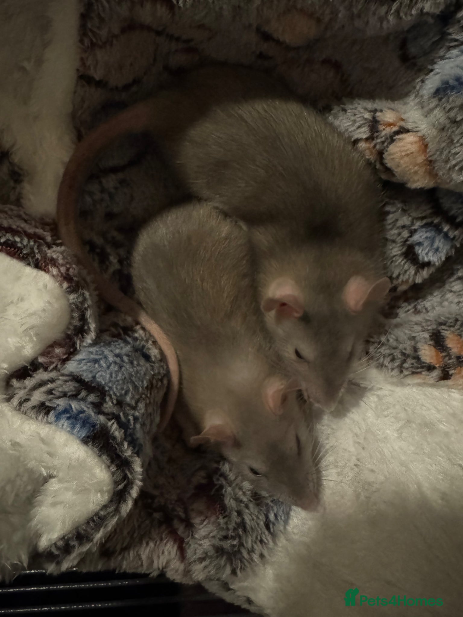 Rat rodents 2 female rats and critter nation setup  - Advert 1