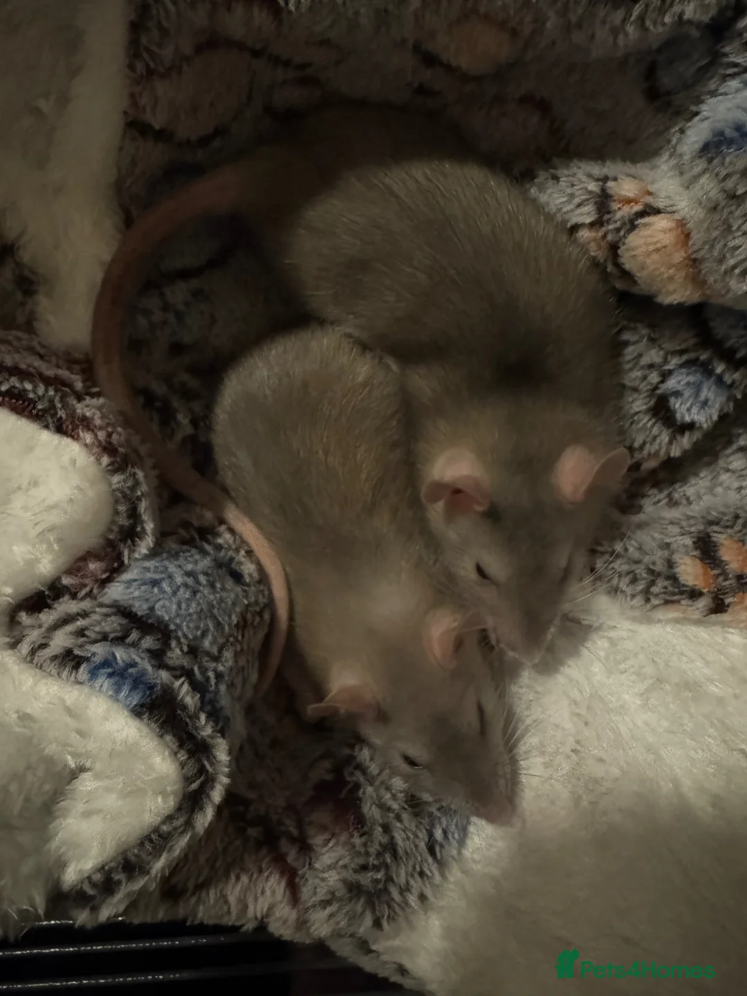 Rat rodents for sale: 2 female rats and critter nation setup  - Advert 1