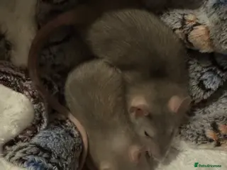 Rat rodents 2 female rats and critter nation setup - Advert 1