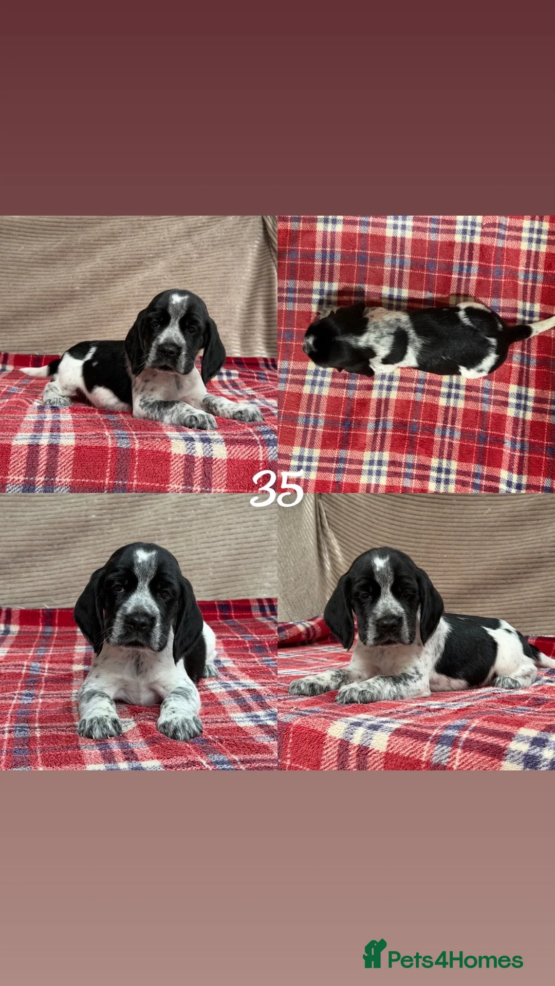 Bocker dogs for sale: STUNNING COCKER X BEAGLE PUPPIES  - Advert 19