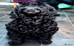 Cockapoo dogs for sale: 🐶🐾PLEASE READ THE FULL ADVERT🐾🐶 - Image 20