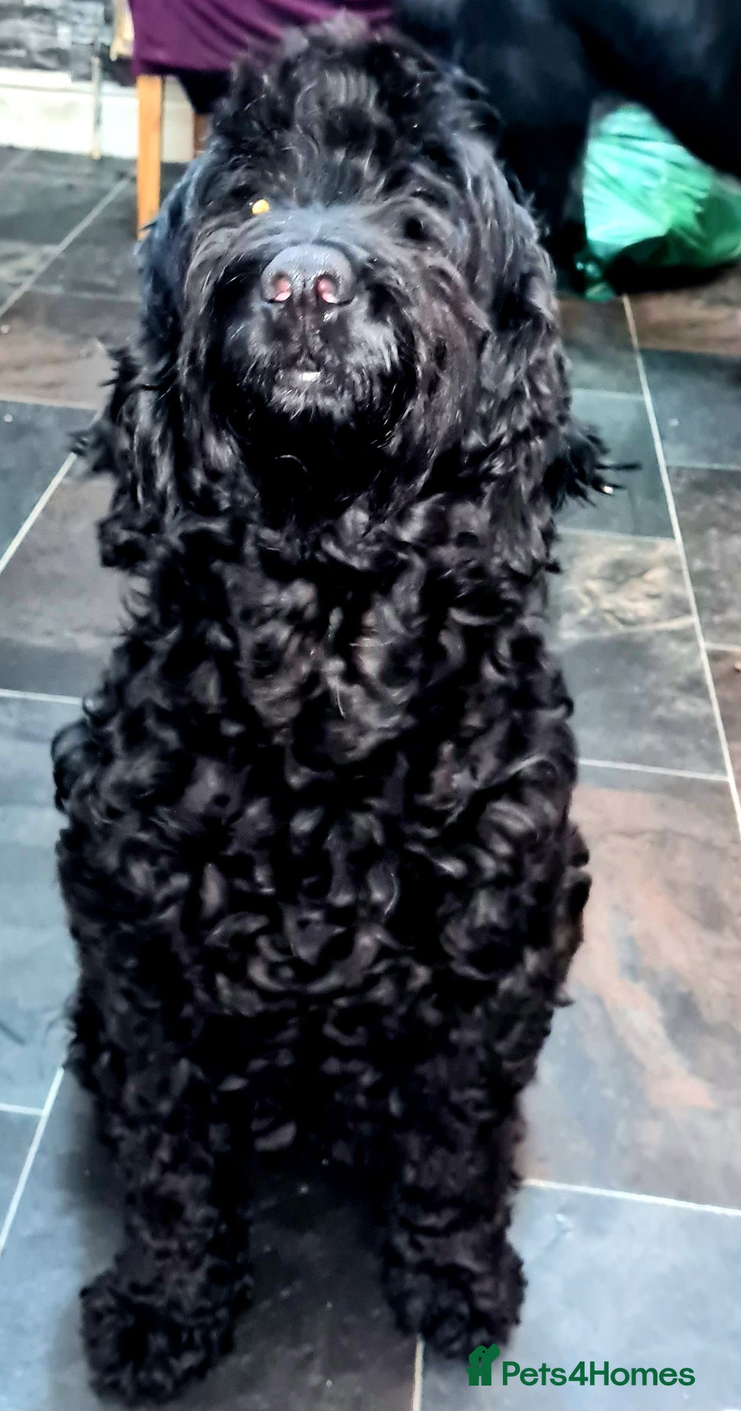 Cockapoo dogs for sale: 🐶🐾PLEASE READ THE FULL ADVERT🐾🐶 - Image 20