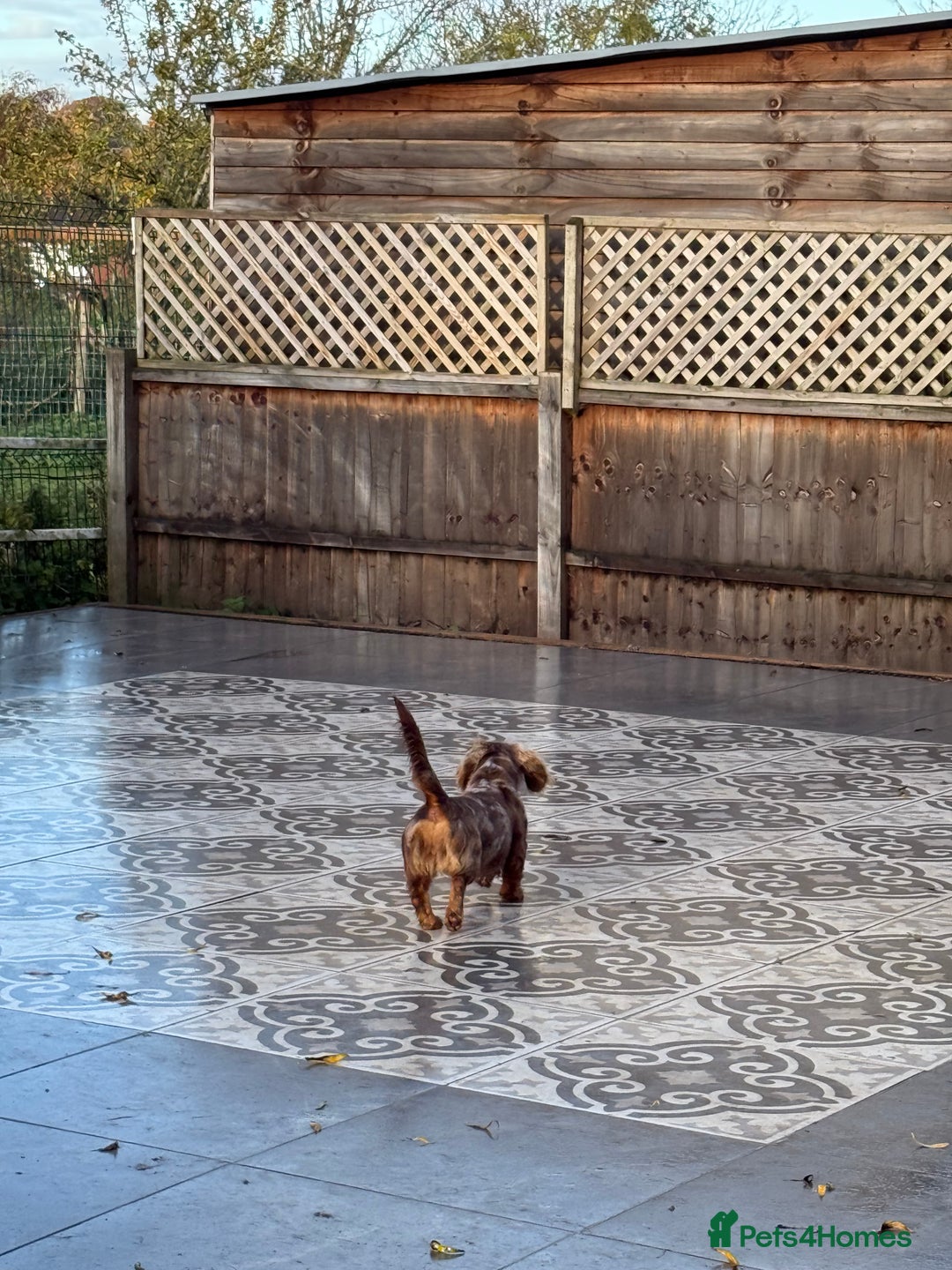 Dachshund dogs for sale: Adult KC Reg Standard Dachshunds  - Advert 2