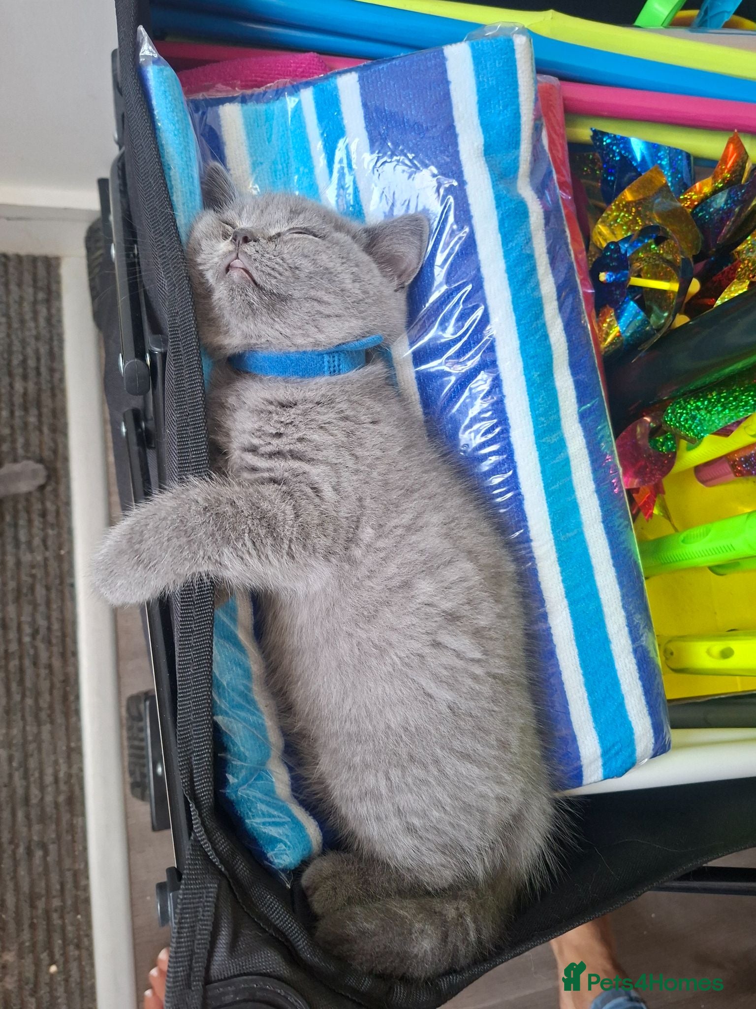 British Shorthair cats  100% Pedigree Chunky BSH Kittens - Advert 2