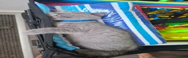 British Shorthair Kitten 3