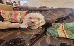 Miniature Poodle dogs for sale: Miniture poodle pups  - Image 8