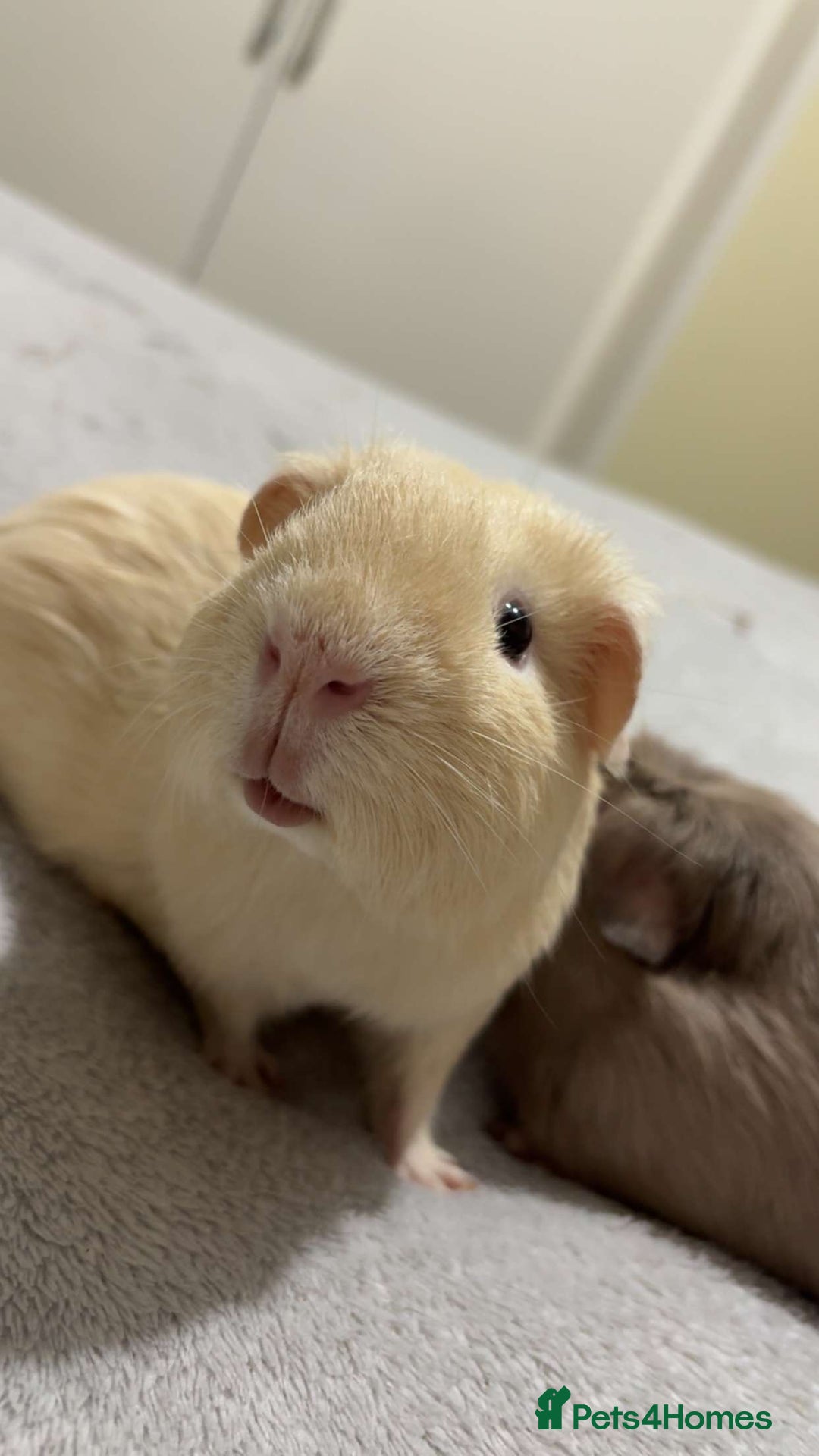 Guinea Pig rodents for sale: Two female guinea pigs - Advert 2