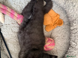 Persian cats Last Perfect little 1/2Persian x BSH kittens 🐱 - Advert 2