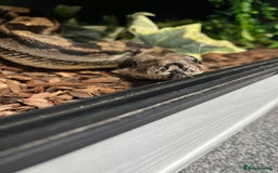 Mixed Breed reptiles for sale: Lots of reptiles for rehome! - Image 1