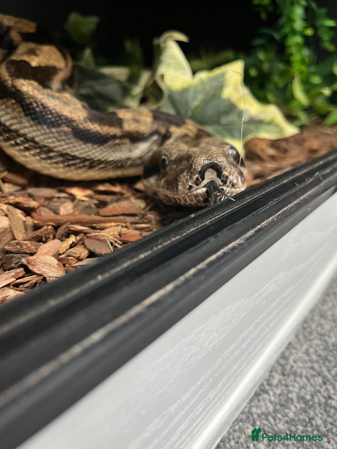 Mixed Breed reptiles for sale: Lots of reptiles for rehome! - Image 1