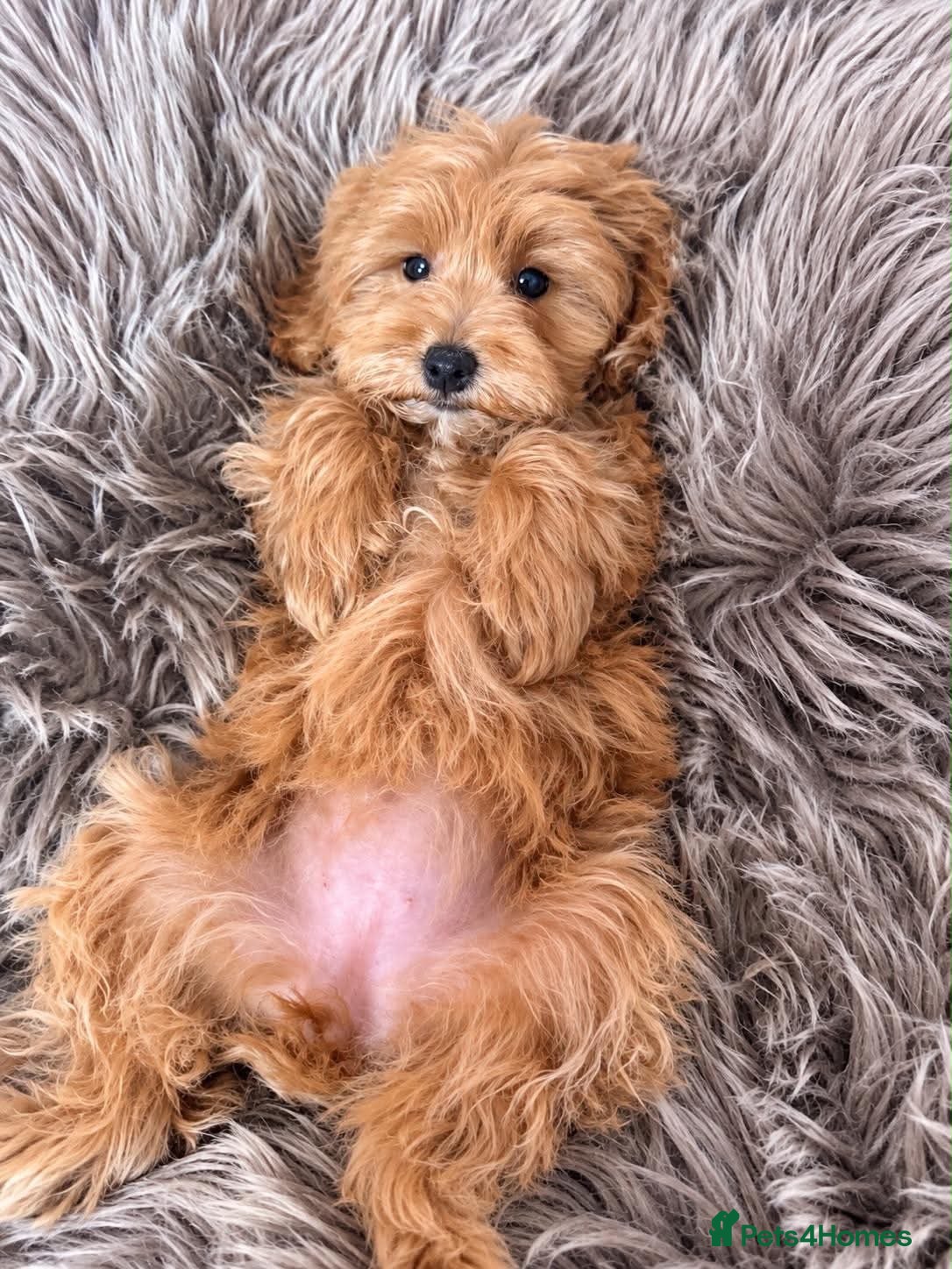 Maltipoo dogs BEAUTIFUL F1B MALTIPOO GIRL READY TO LEAVE! - Advert 10