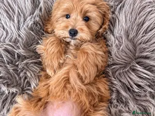 Maltipoo dogs BEAUTIFUL F1B MALTIPOO GIRL READY TO LEAVE! - Advert 2