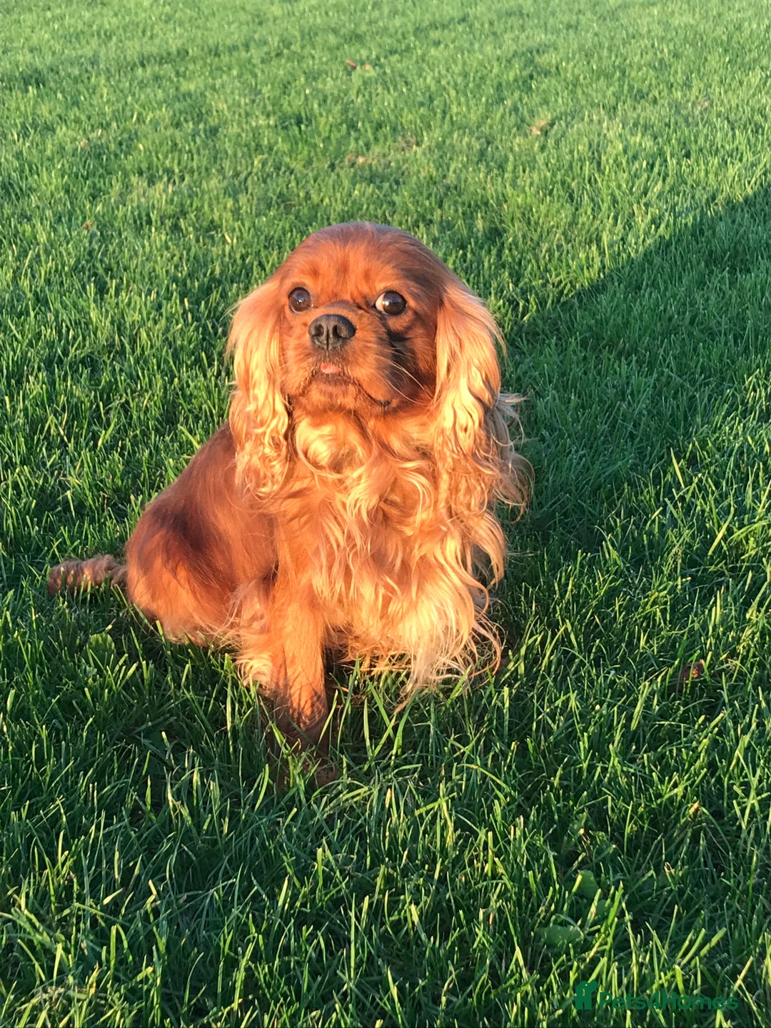 Cavalier King Charles Spaniel dogs for sale: Cavalier King Charles 6 month male - Advert 4