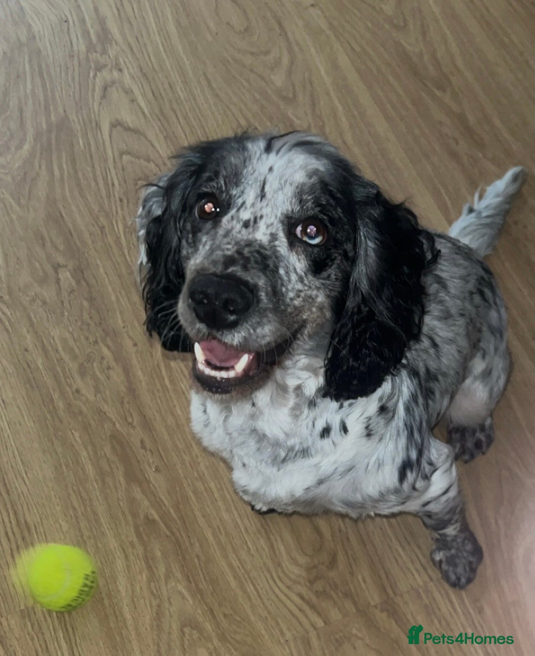 Cocker Spaniel dogs for sale: Cocker spaniel boy  - Advert 1