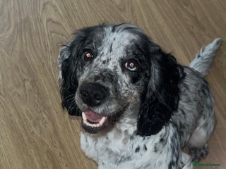 Cocker Spaniel dogs Cocker spaniel boy - Advert 2