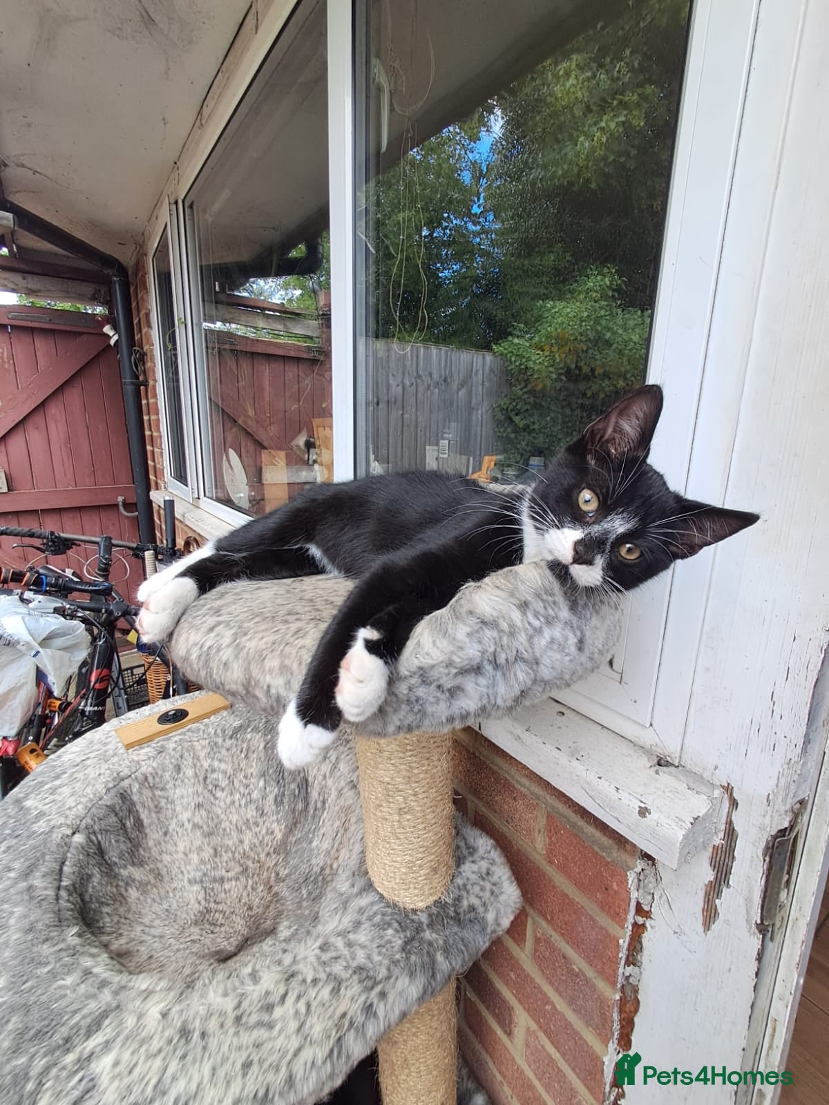 Mixed Breed cats Two Sweety boys one Black/white boy and tabby boy  - Advert 2