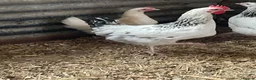 Hens poultry for sale: Light Sussex pure and crossed - Advert 11