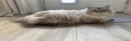 Mixed Breed cats for sale: Ragdoll x Siberian Neva Masquerade Kittens in Truro - Advert 5