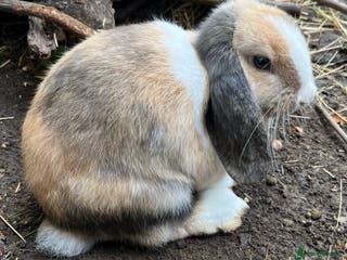 Mini Lop rabbits Beautiful super friendly tricolour mini lop girl - Advert 18