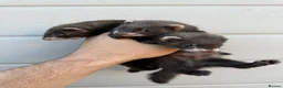 Ferret rodents for sale: Ferret kits  in Barrow-in-Furness - Advert 3