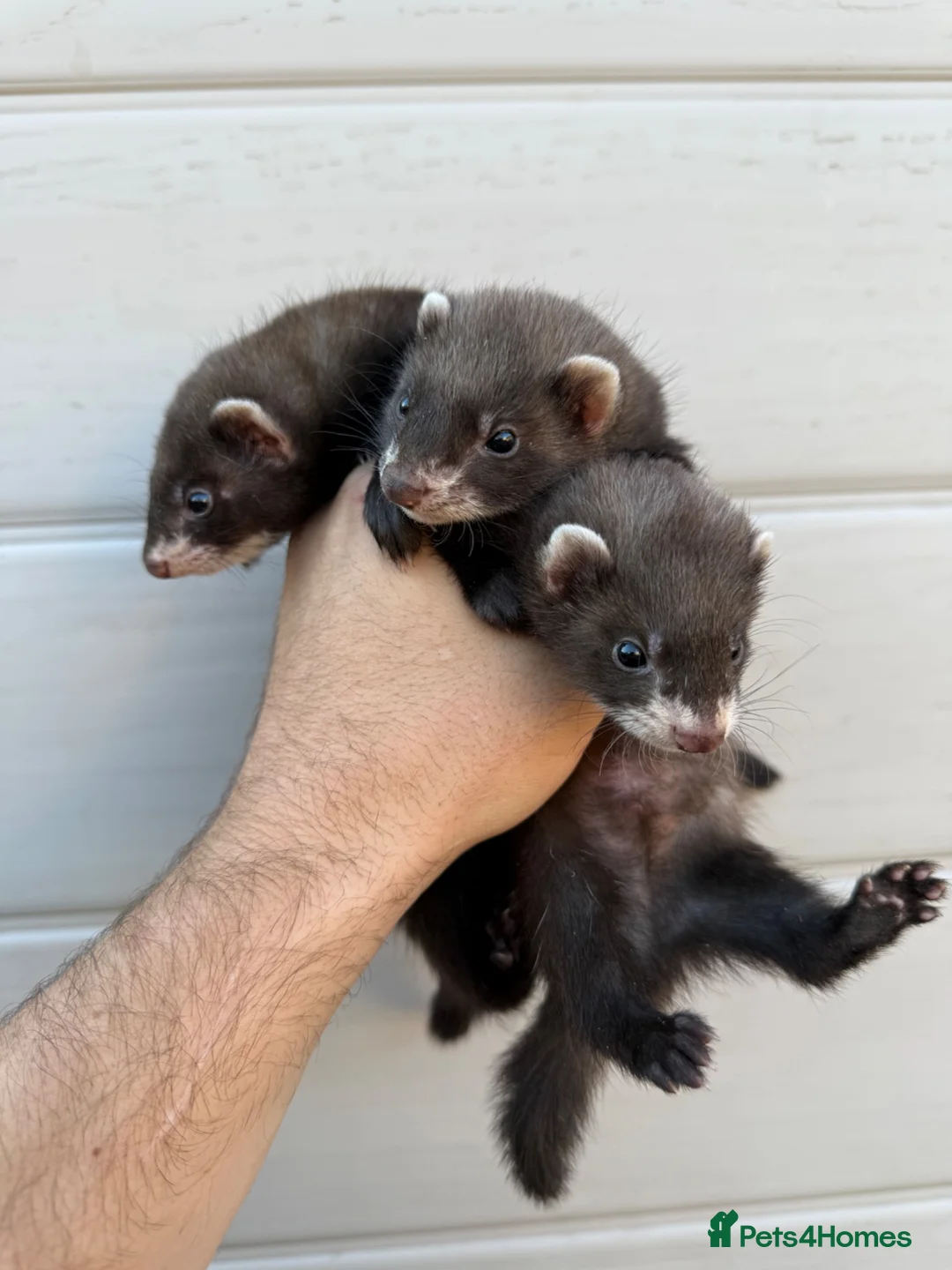 Ferret rodents for sale: Ferret kits  in Barrow-in-Furness - Advert 3