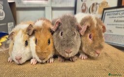 Guinea Pig rodents for sale: Baby male teddy guinea pigs ready September 1st - Image 1