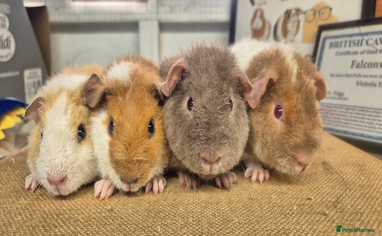 Guinea Pig rodents - Advert 4