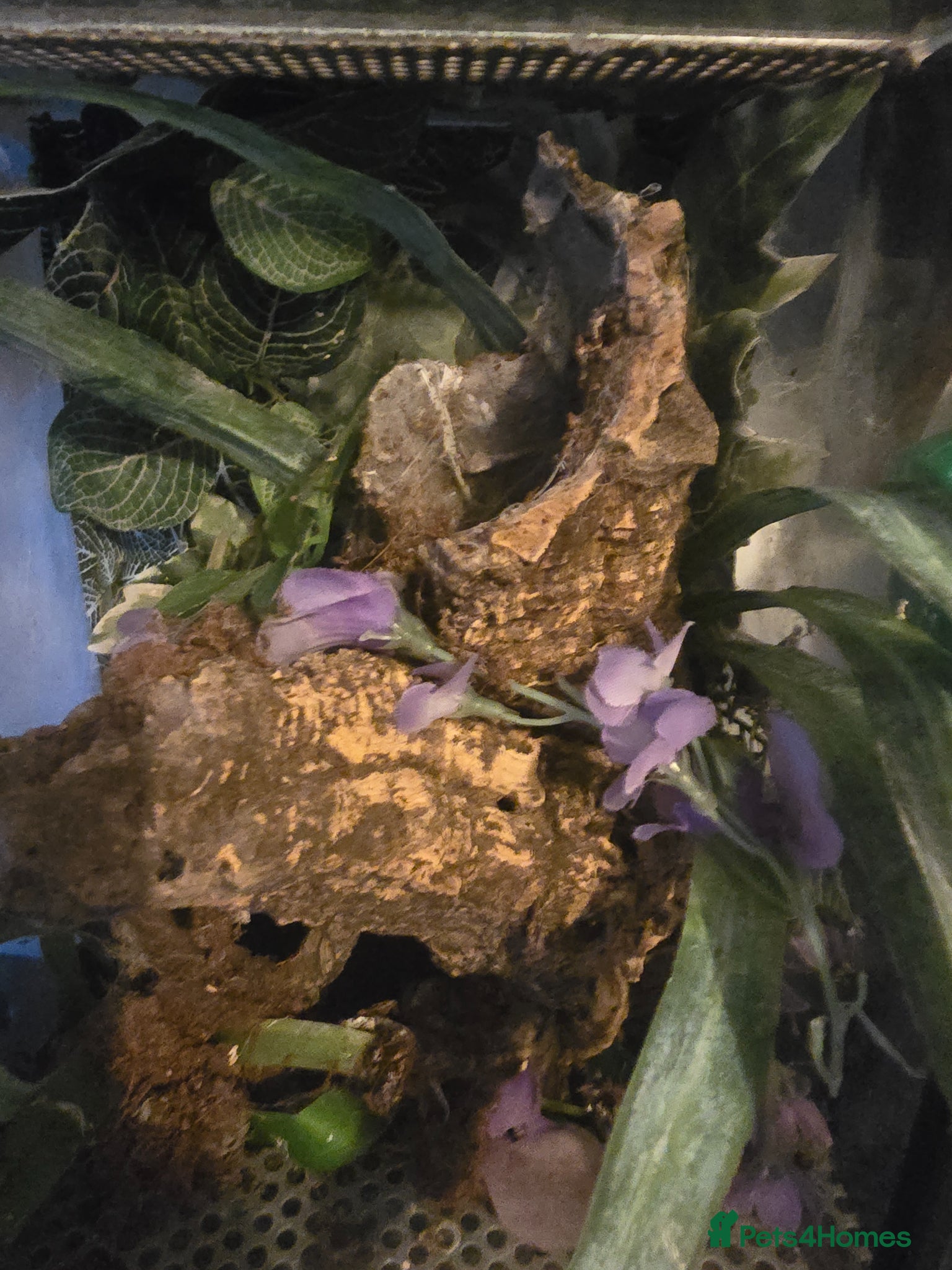 Mixed Breed reptiles for sale: Reptiles, Tarantulas & Enclosures for Sale in Bradford - Advert 25